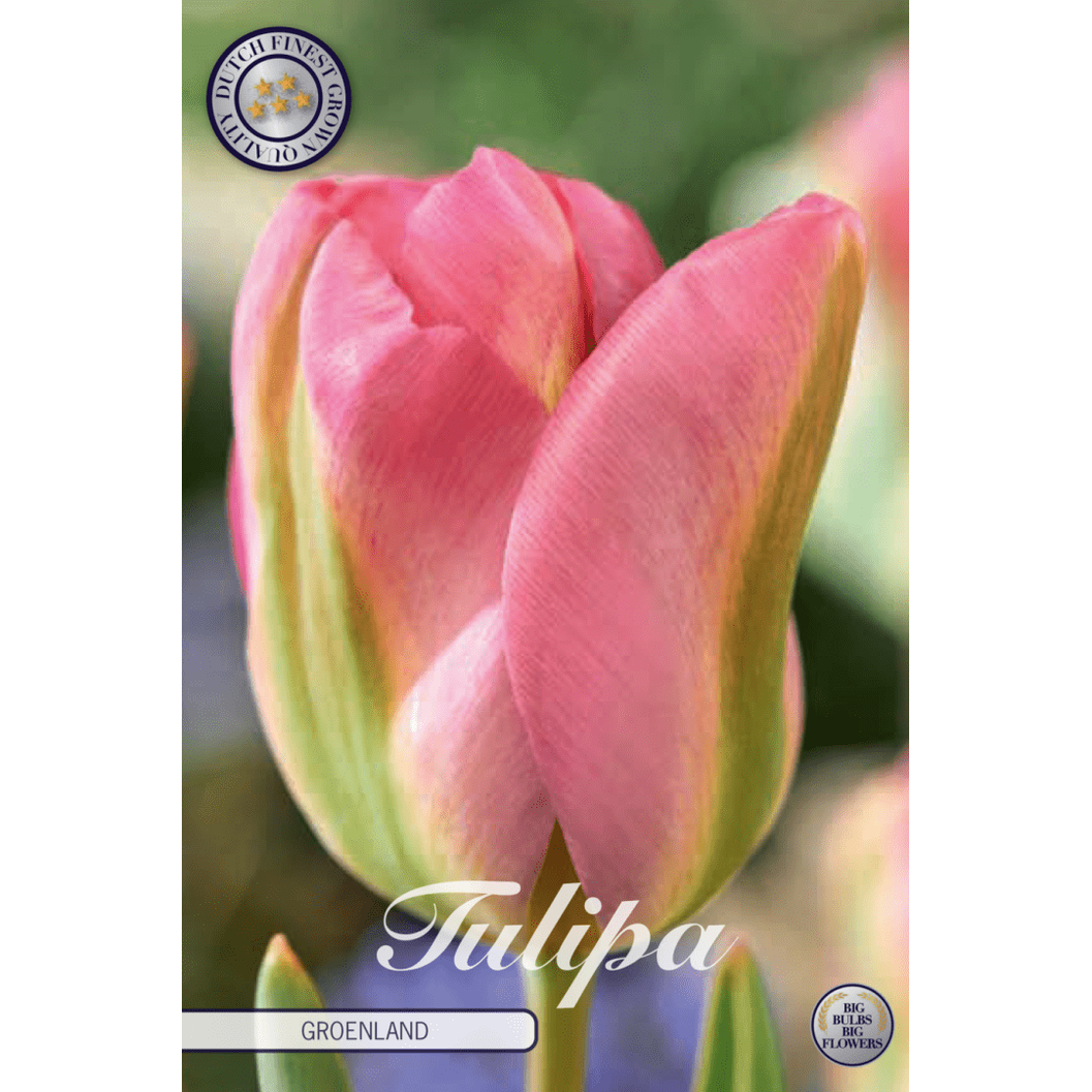 Tulpan Groenland 7-pack