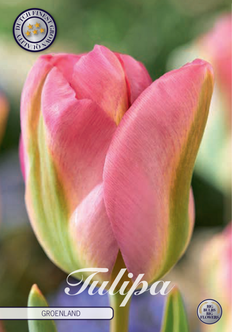 Tulip Greenland 7-pak