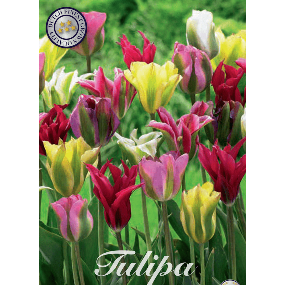Tulpan Viridiflora Mixed 7-pack