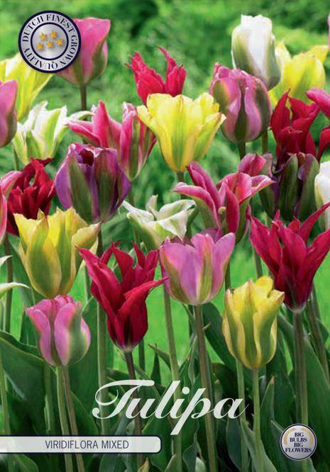 Tulip Viridiflora Blandet 7-pak