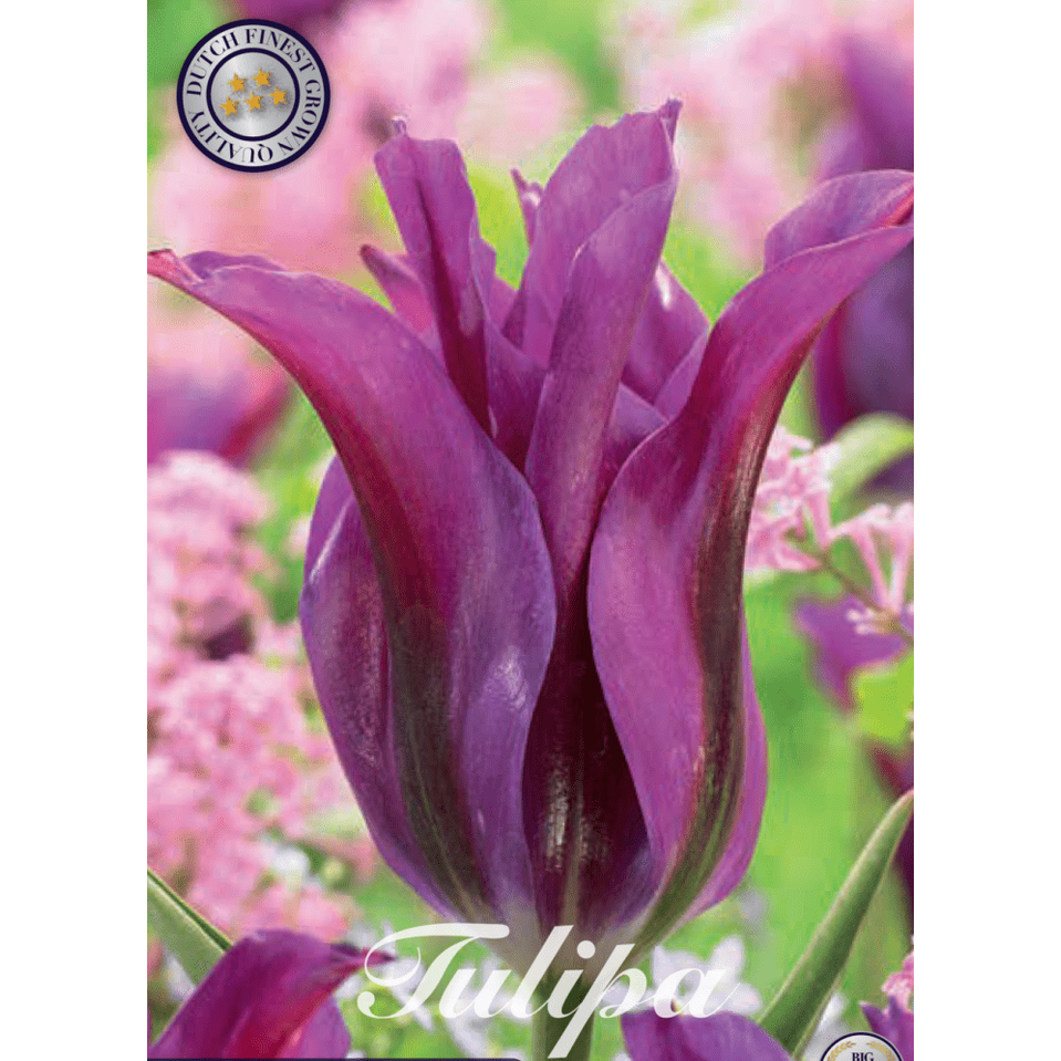 Tulpan Purple Doll 7-pack