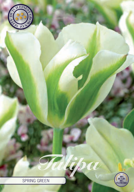 Tulip Spring Green 7 kpl