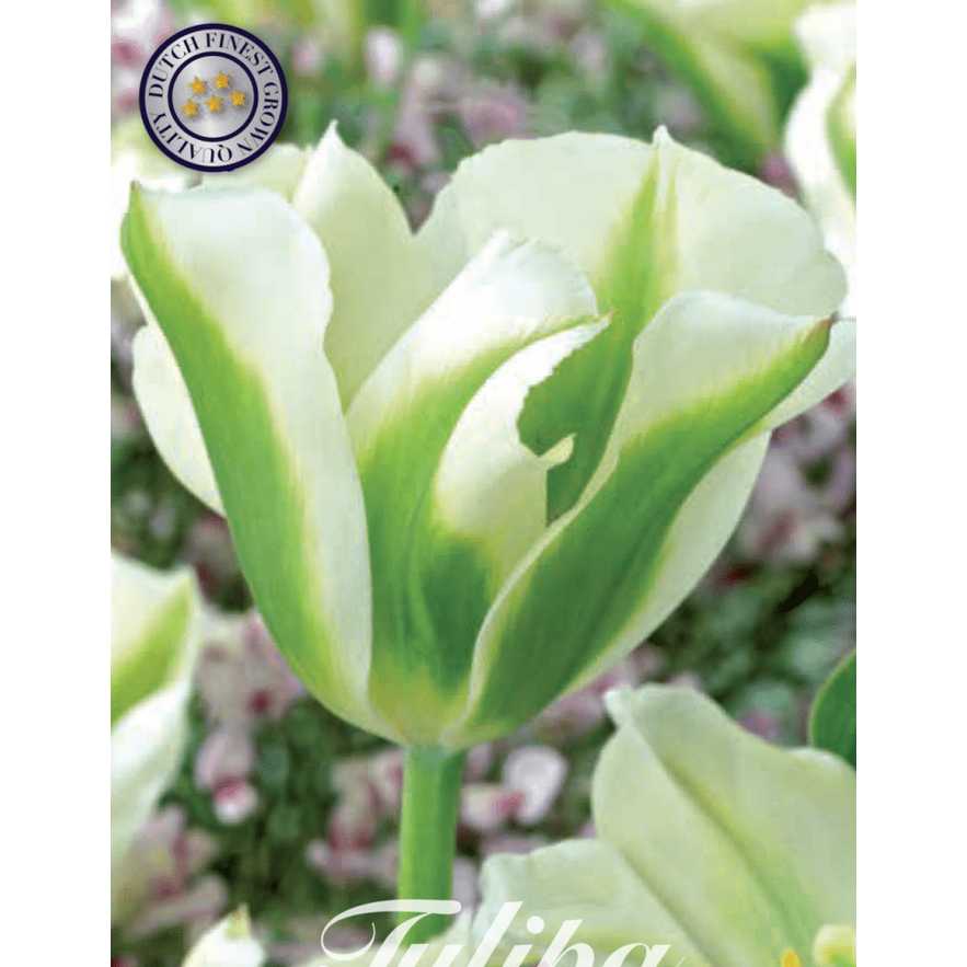 Tulpan Spring Green 7-pack