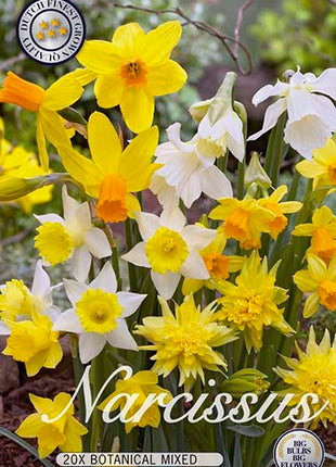 Narcissus Botanical Mixed 10 kpl