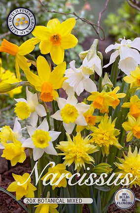 Narcissus Botanical Mixed 10-pack