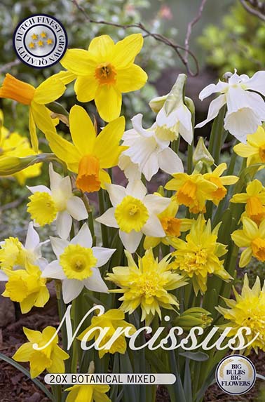 Narcissus Botanical Mixed 10-pack