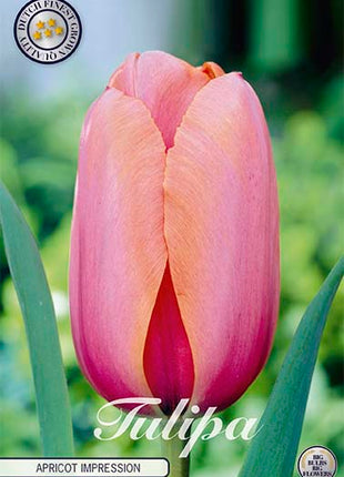 Tulip 'Apricot Impression' (NY) 10-pak
