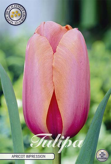 Tulip 'Apricot Impression' (NY) 10-pak