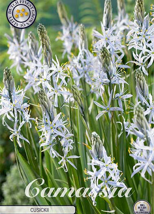 Stjernehyacint-Camassia 'Cusickii' (NY) 3-pak