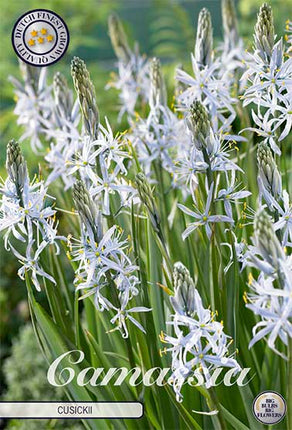 Stjernehyacint-Camassia 'Cusickii' (NY) 3-pak