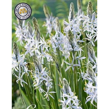 Stjärnhyacint-Camassia 'Cusickii' (NEW) 3-pack