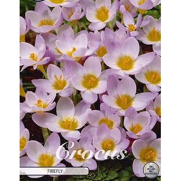 Krokus-Crocus Botanical 'Firefly' (NEW) 20-pack