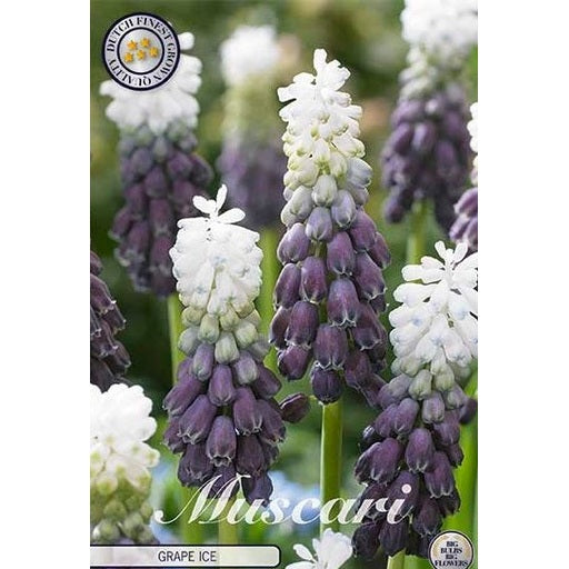 Bredbladig pärlhyacint-Muscari latifolium 'Grape Ice' (NEW) 7-pack
