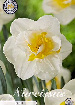 Narcissus Salou (UUSI) 5 kpl