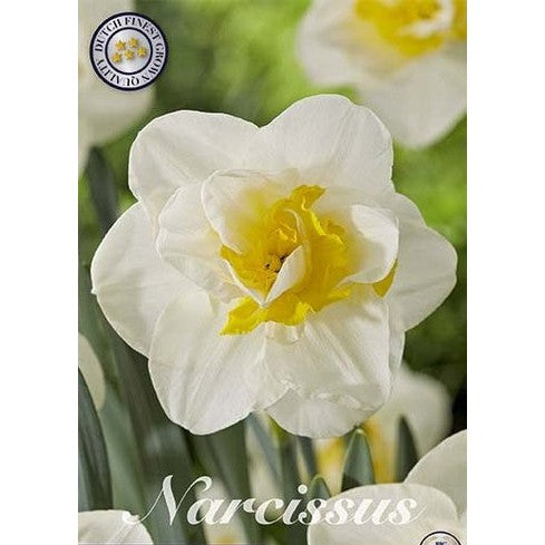 Narcissus Salou (NEW) 5-pack