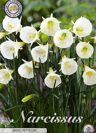 Narcissus 'White Petticoat' (UUSI) 7 kpl