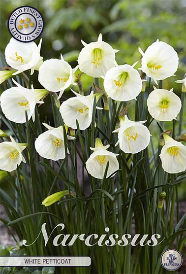 Narcissus 'White Petticoat' (UUSI) 7 kpl