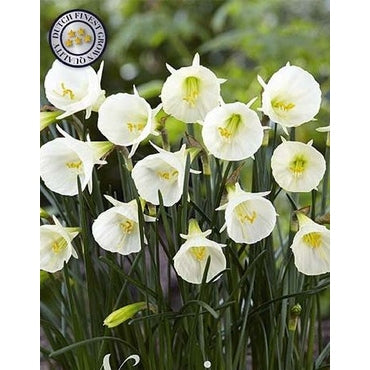 Narcissus 'White Petticoat' (NEW) 7-pack