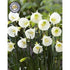 Narcissus &