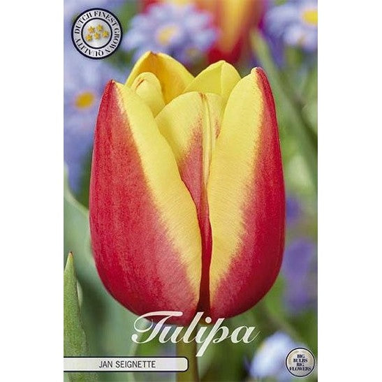Tulpan 'Jan Seignette' (NEW) 10-pack