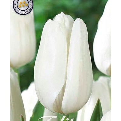 Tulpan 'Lanka' (NEW) 7-pack