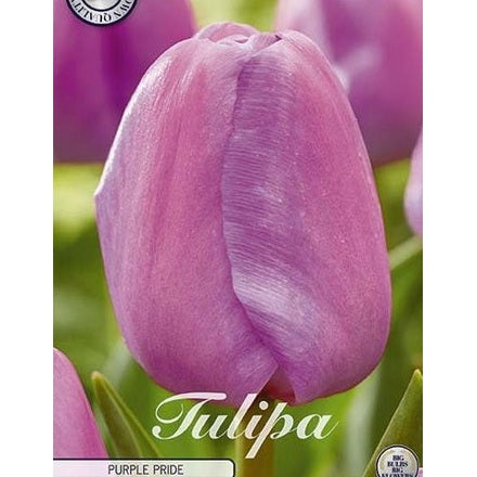 Tulpan 'Purple Pride' (NEW) 7-pack