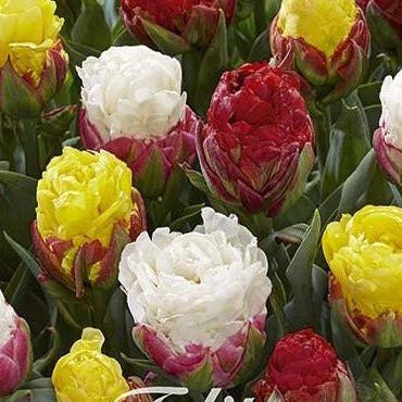 Tulpan 'Ice Cream Mixed Garden' (NEW) 5-pack