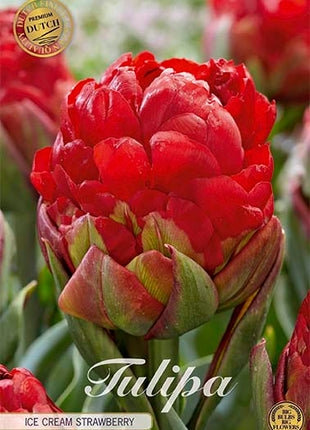 Tulipan 'Ice Cream Strawberry' (NY) 3-pak