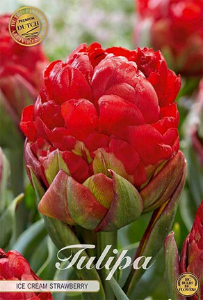 Tulipan 'Ice Cream Strawberry' (NY) 3-pak