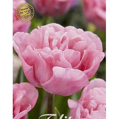 Tulpan 'Mariage' (NEW) 7-pack