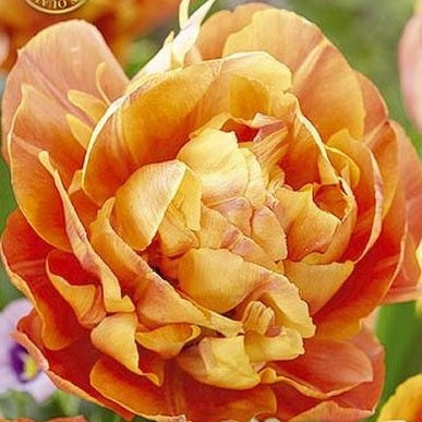 Tulpan 'Valdivia' (NEW) 7-pack