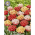 Tulpan &