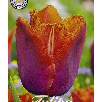 Tulpan 'Louvre Orange' (NEW) 7-pack