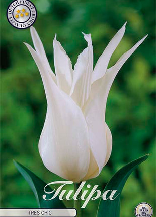 Tulip Tres Chic (NY) 7-pak