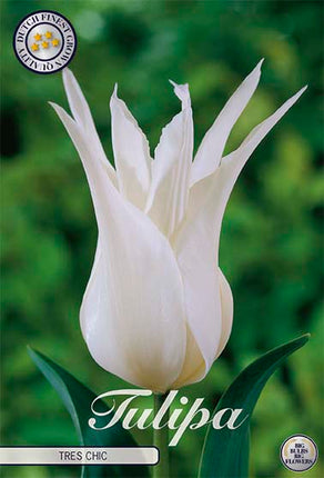 Tulip Tres Chic (UUSI) 7 kpl