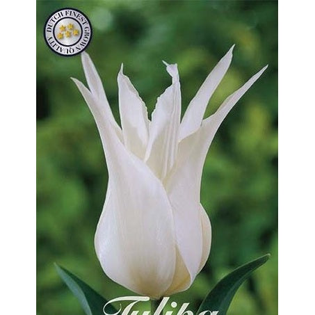 Tulpan Tres Chic (NEW) 7-pack