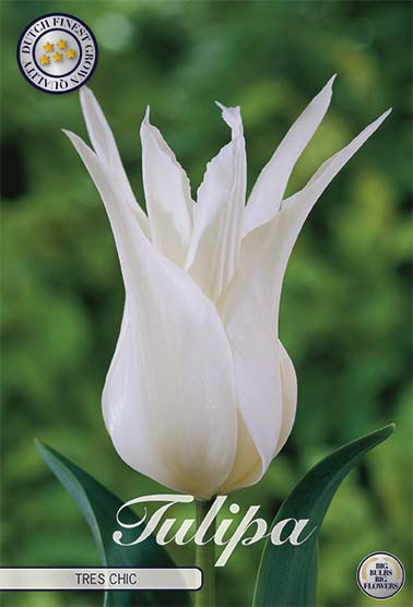 Tulip Tres Chic (NY) 7-pak