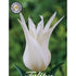 Tulpan Tres Chic (NEW) 7-pack