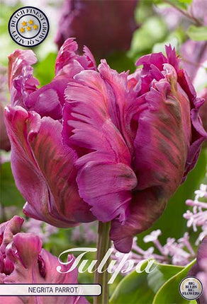 Tulip 'Negrita Parrot' (NY) 7-pak