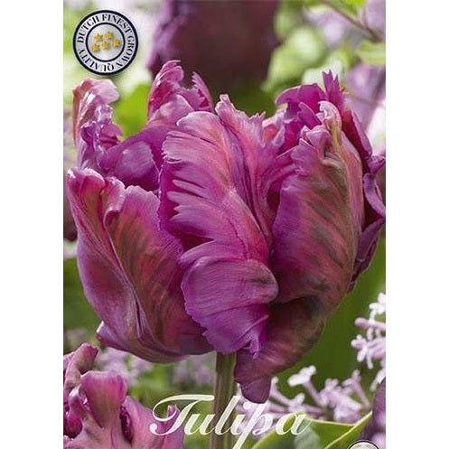 Tulpan 'Negrita Parrot' (NEW) 7-pack