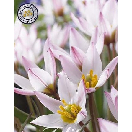 Tulpan 'Hilde' (NEW) 10-pack