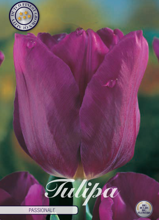 Tulip 'Passionale' 10-pak