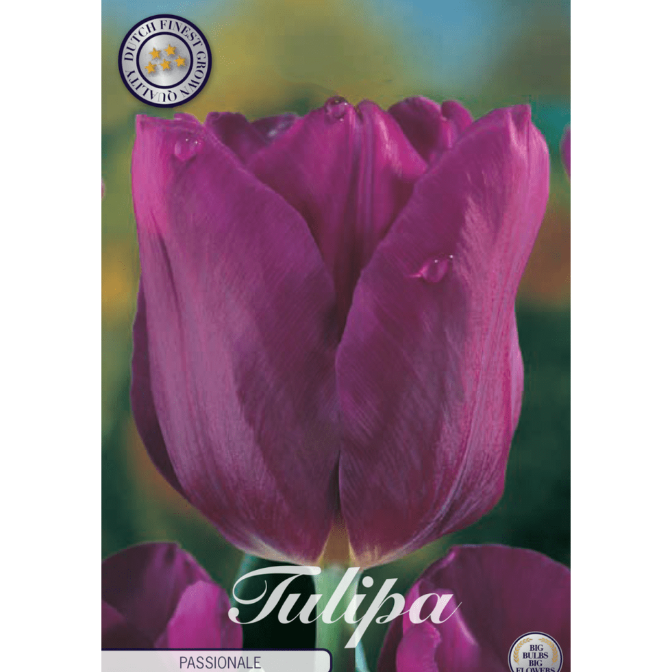 Tulpan 'Passionale' 10-pack