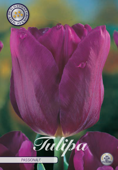 Tulip 'Passionale' 10-pak
