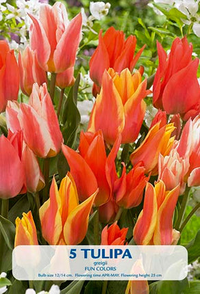 Tulip Fun Colors 10 kpl