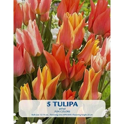 Tulpan Fun Colours 10-pack