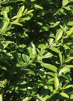 Lösa plantor Liguster Vulgare Atrovirens Standard - Krukodlad - Från 30 cm till 150 cm