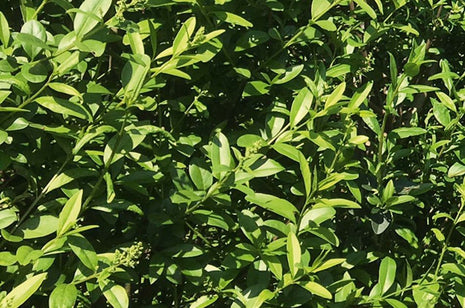 Lösa plantor Liguster Vulgare Atrovirens Standard - Krukodlad - Från 30 cm till 150 cm