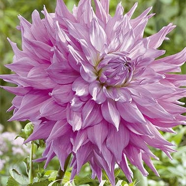 Dahlia Cactus Sir Alfred Ramsey 1-pack