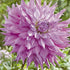 Dahlia Cactus Sir Alfred Ramsey 1-pack